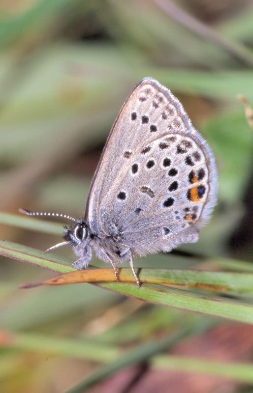 Albulina optilete?