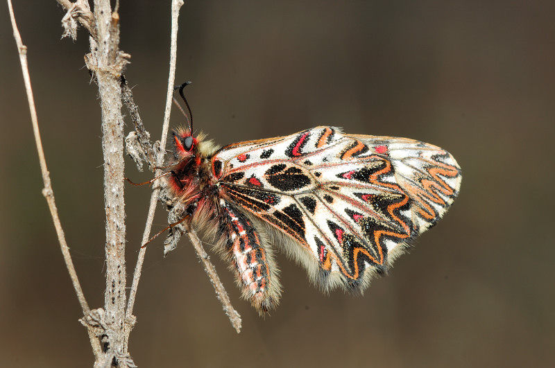 Zerynthia polyxena ♀