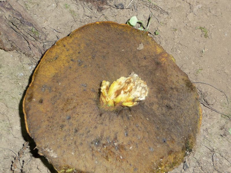 Aiuto identificazione per inespertissimo