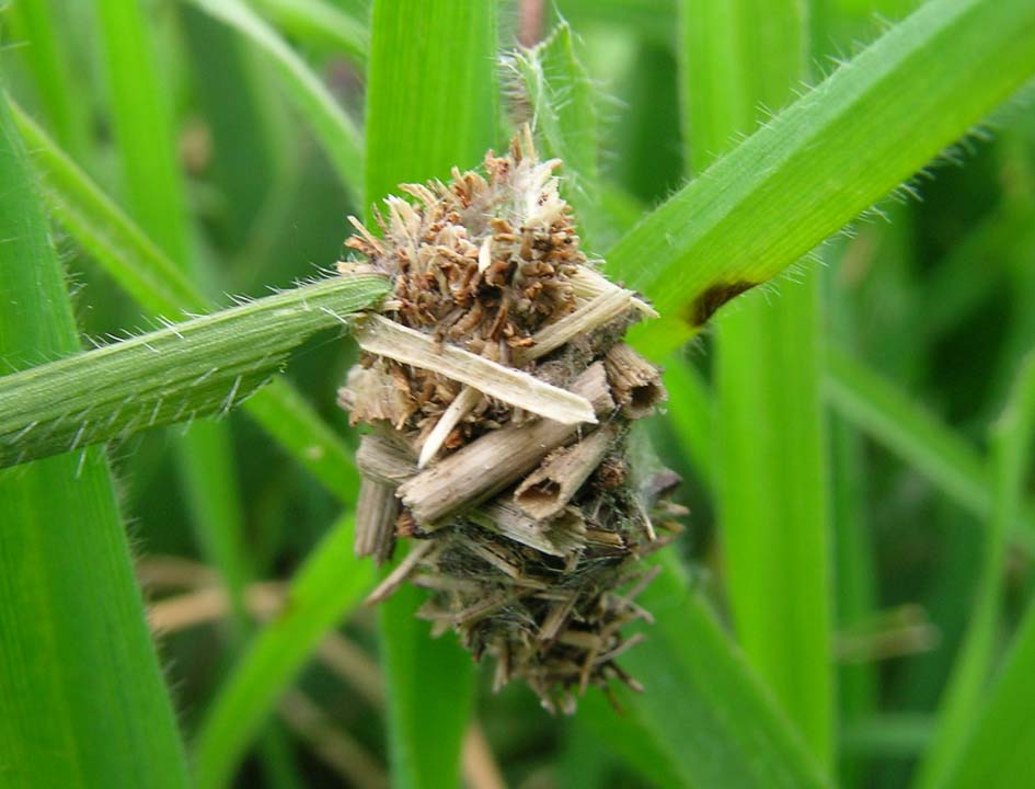 Dichochrysa