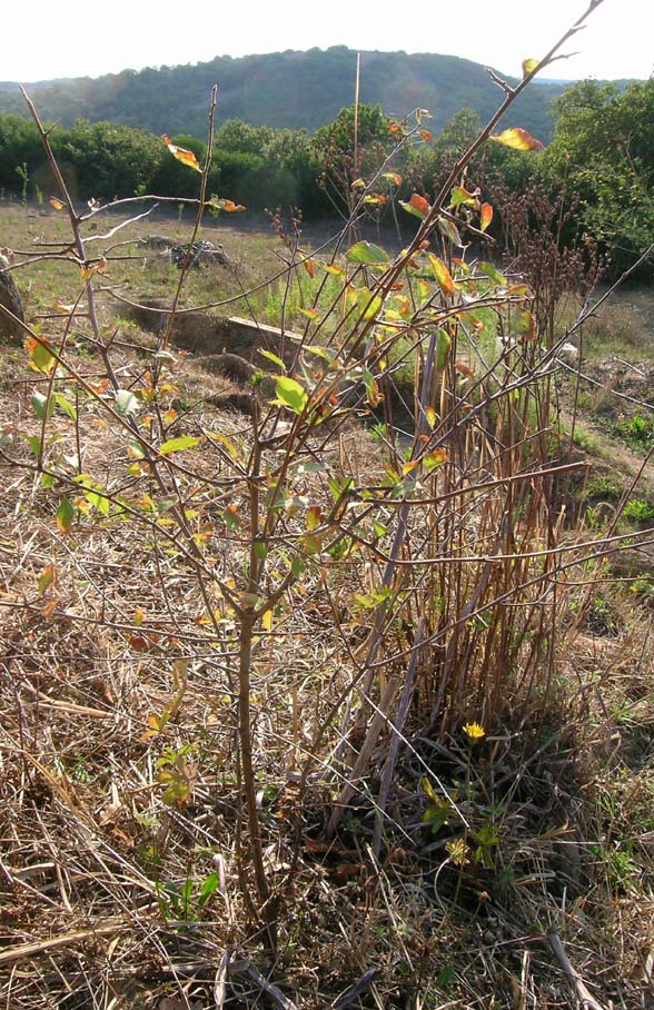 olmo? no, Prunus sp.