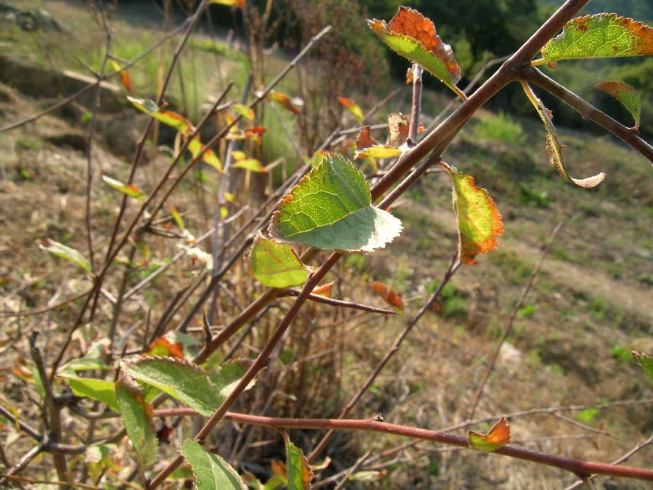 olmo? no, Prunus sp.