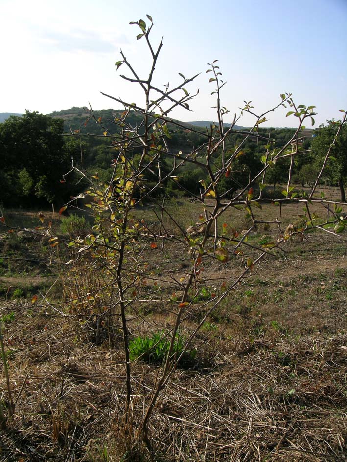 olmo? no, Prunus sp.