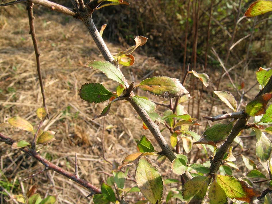 olmo? no, Prunus sp.
