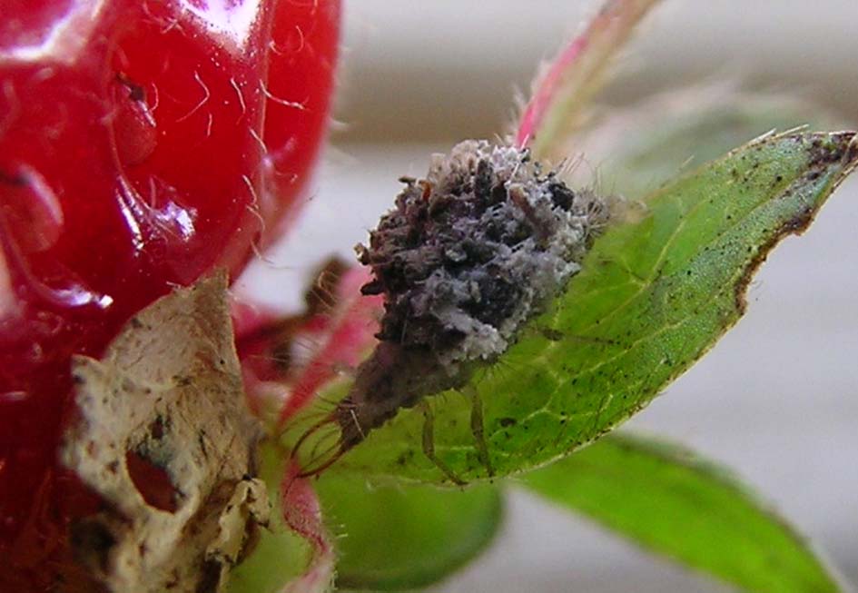Dichochrysa