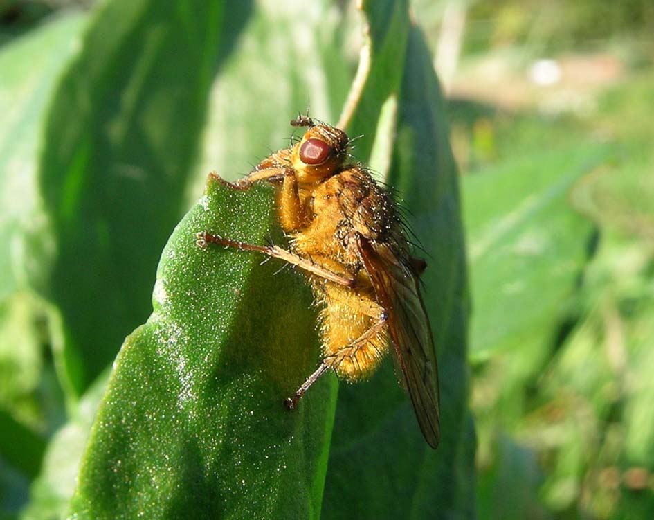 mosca gialla:  Scathophagidae: Scatophaga stercoraria, maschio