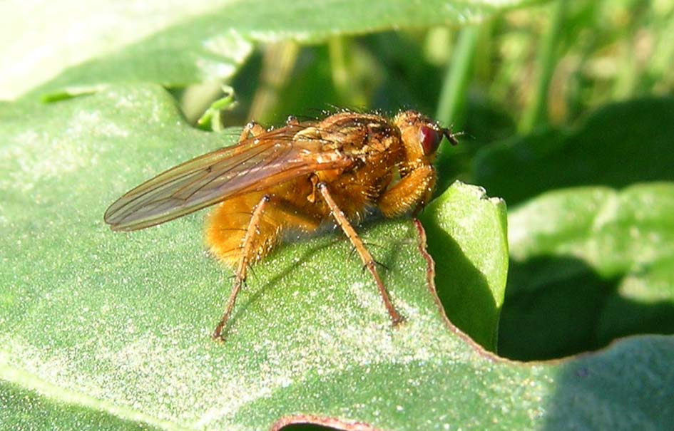 mosca gialla:  Scathophagidae: Scatophaga stercoraria, maschio
