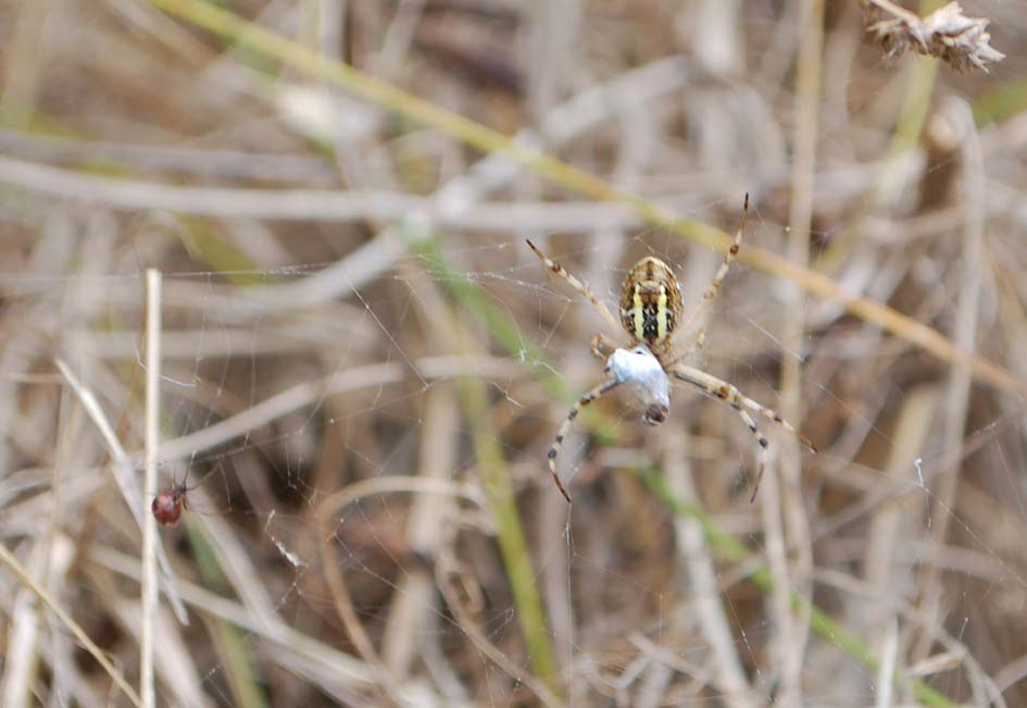 Argyrodes sp. (ovisacco)