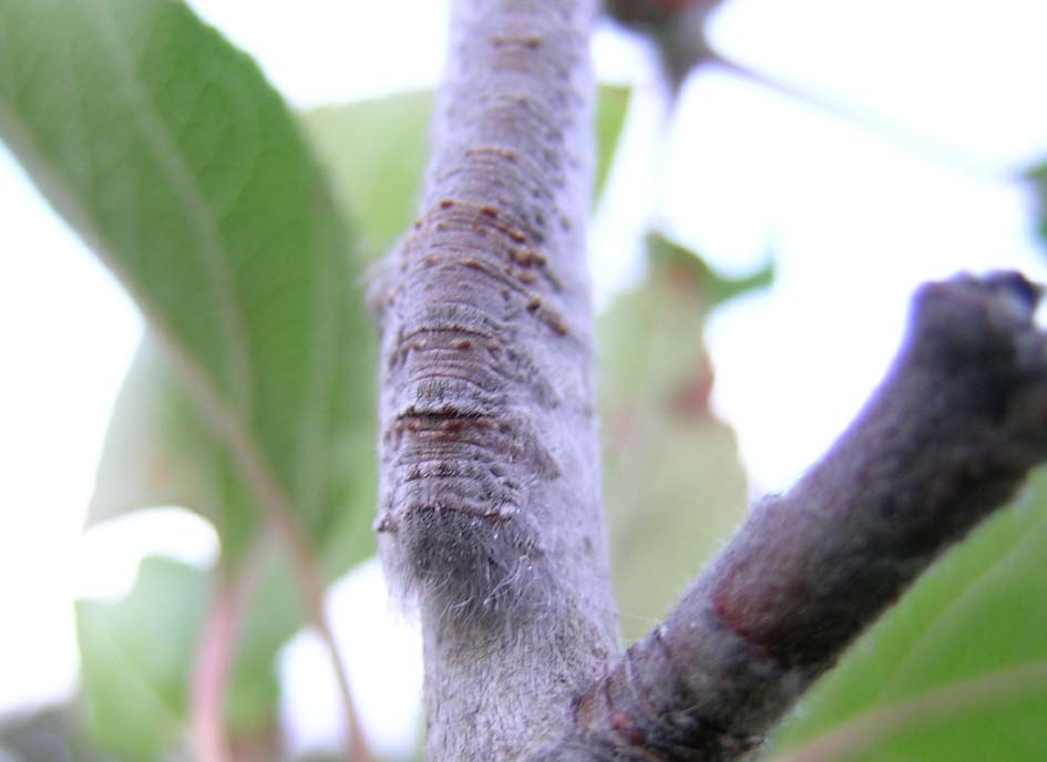 Quasi un quiz: Gastropacha (Gastropacha) quercifolia