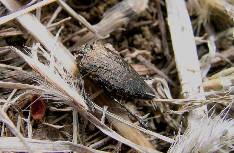 Capnodis tenebricosa