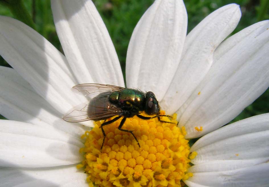 Neomyia cornicina