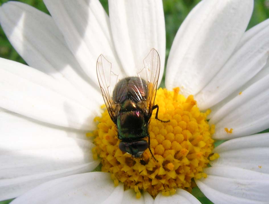 Neomyia cornicina