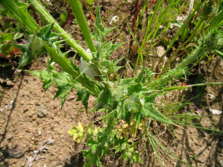 Carduus cfr. pycnocephalus e Cirsium scabrum