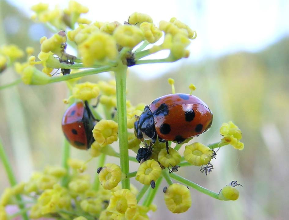 Coccinella undecimpunctata,,, anzi no, Ceratomegilla undecimnotata