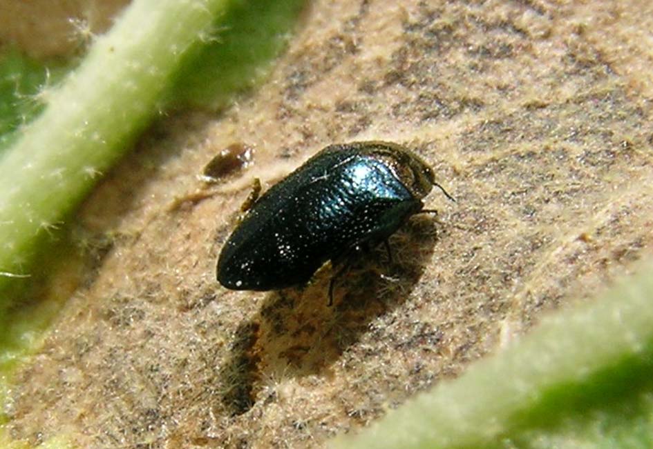 Piccolo Buprestidae: Trachys troglodytiformis