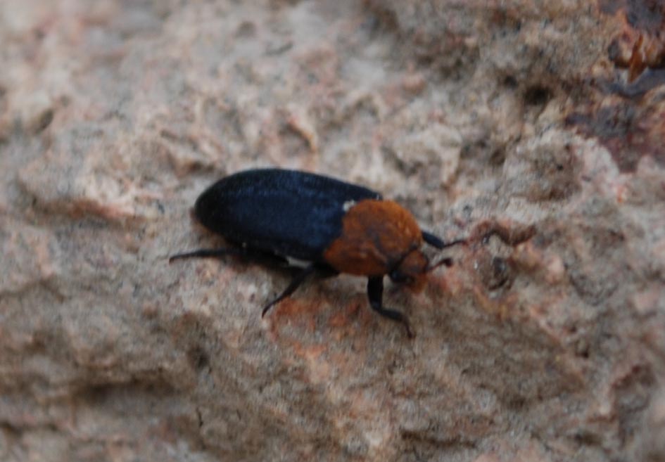 Dermestes hirticollis