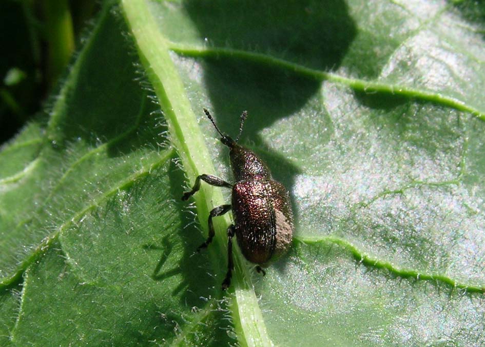 Prpbabile Rhynchites auratus, femmina