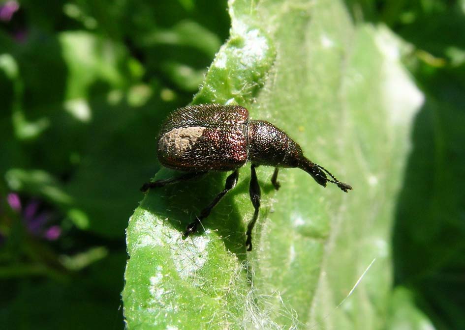 Prpbabile Rhynchites auratus, femmina