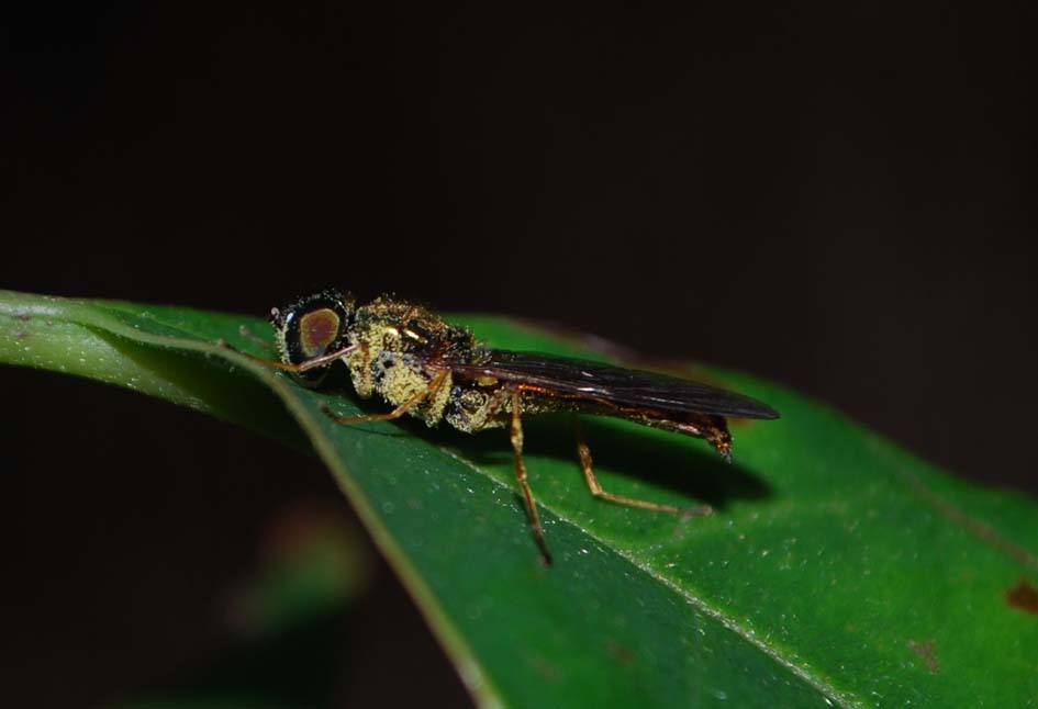 Sargus bipunctatus (Stratiomyidae)