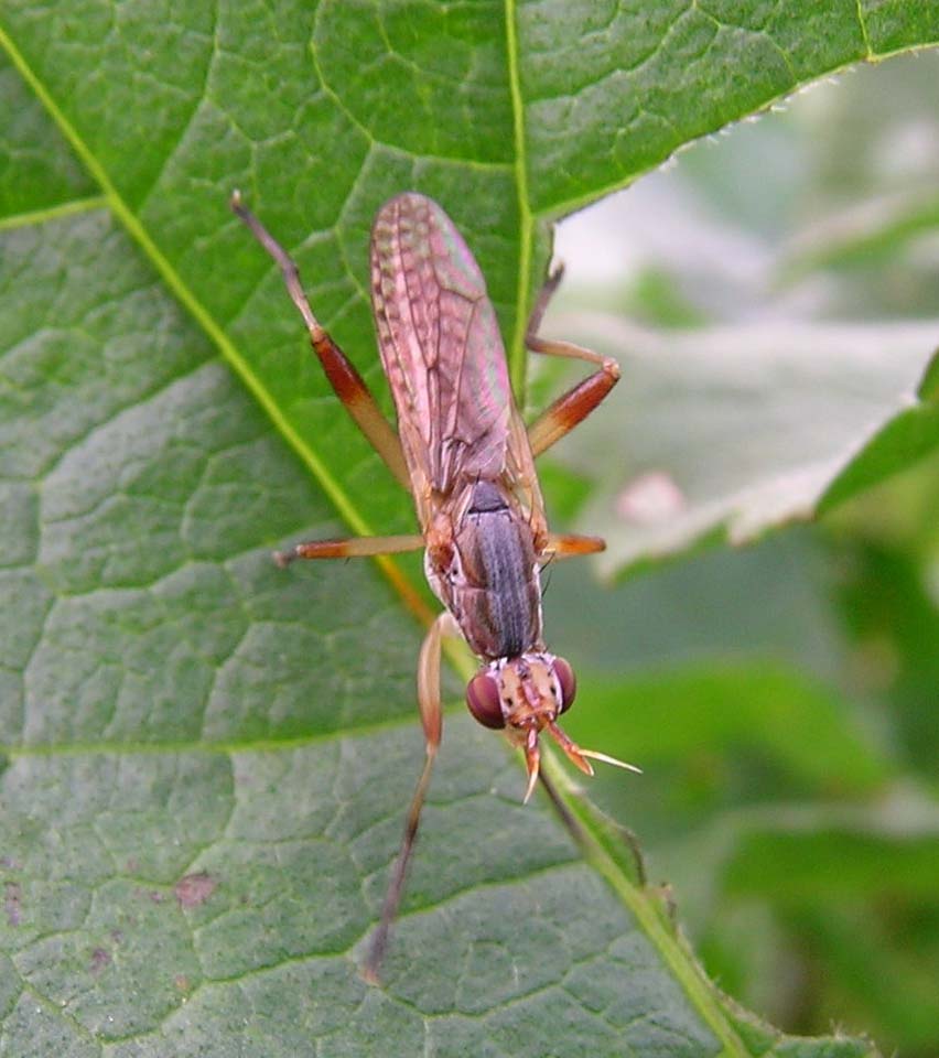 Dichetophora obliterata (Sciomyzidae)