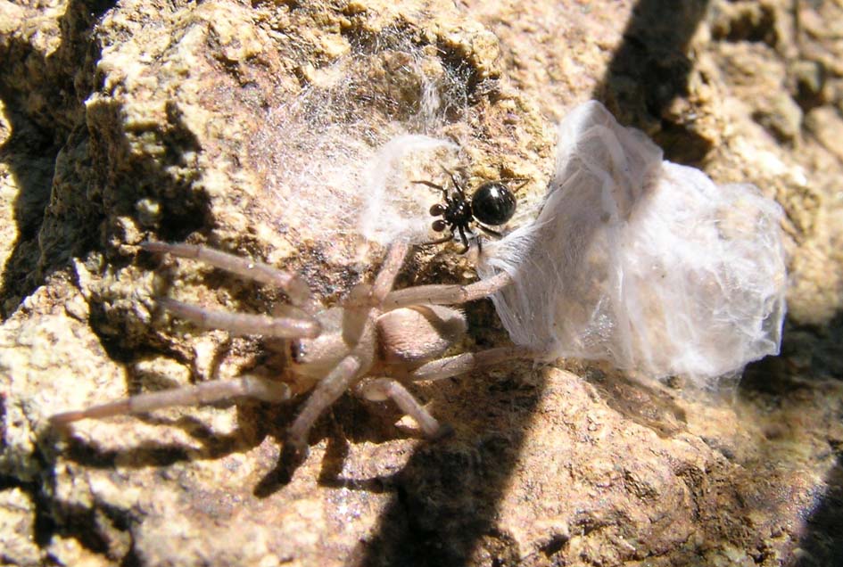 Gnaphosidae; Euryopis sp.