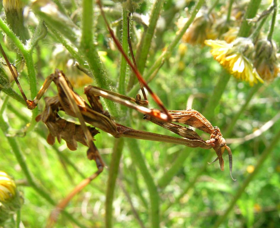 Ninfe di Empusa