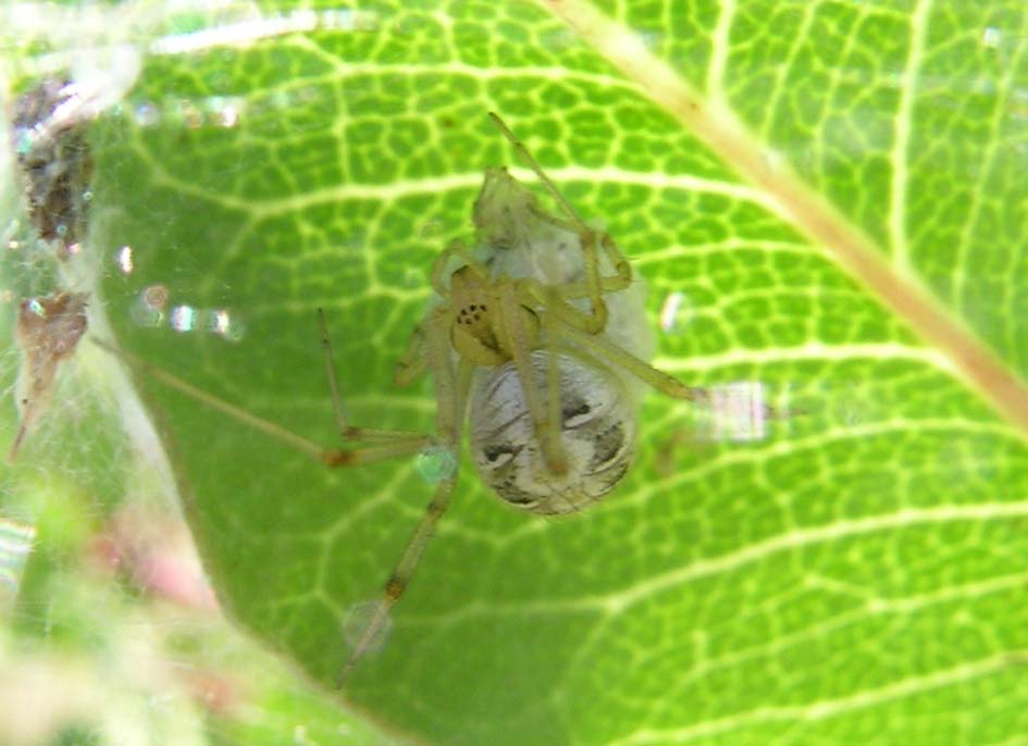Philodromus sp.; Enoplognatha sp.; Phylloneta sp.