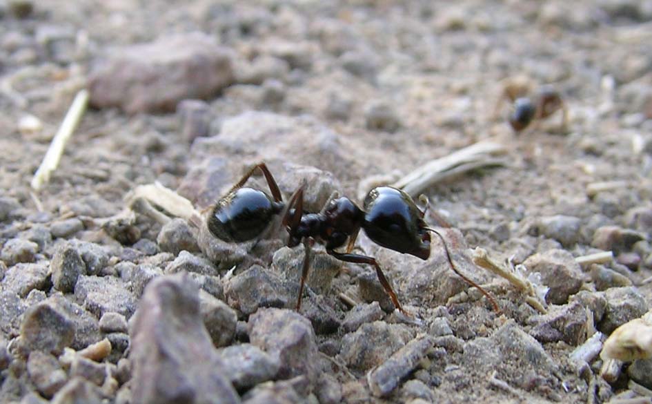 Movimenti di formiche messor