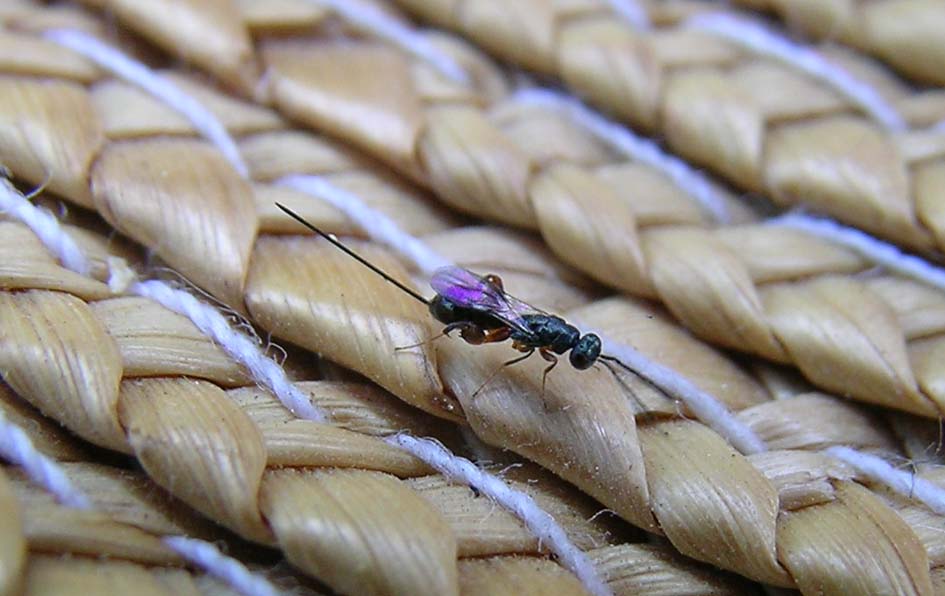 Parassitoide di ooteche di mantide? Torymidae, Podagrionella sp.