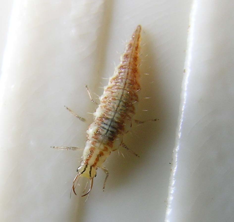 Larva di Chrysoperla gr. carnea