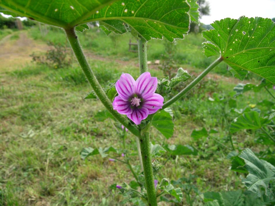 Malva multiflora / Malvone di Creta
