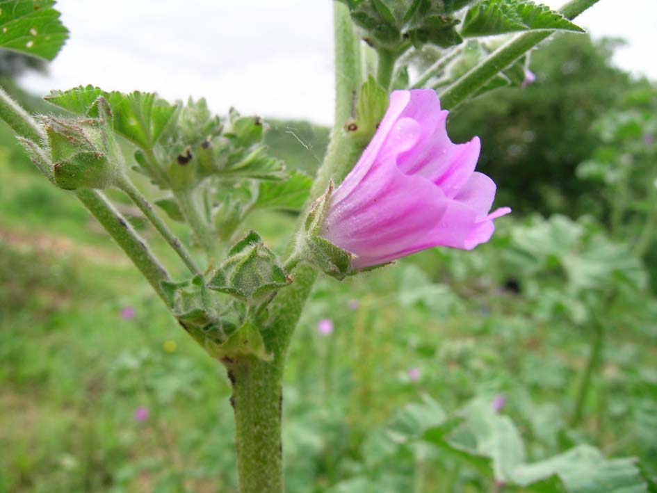 Malva multiflora / Malvone di Creta