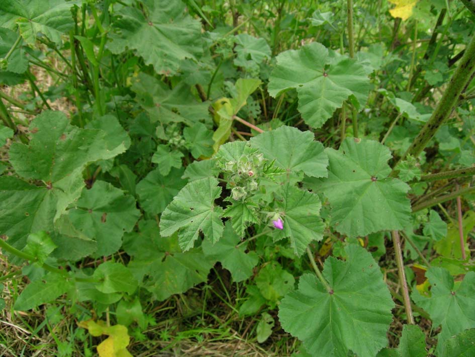 Malva multiflora / Malvone di Creta