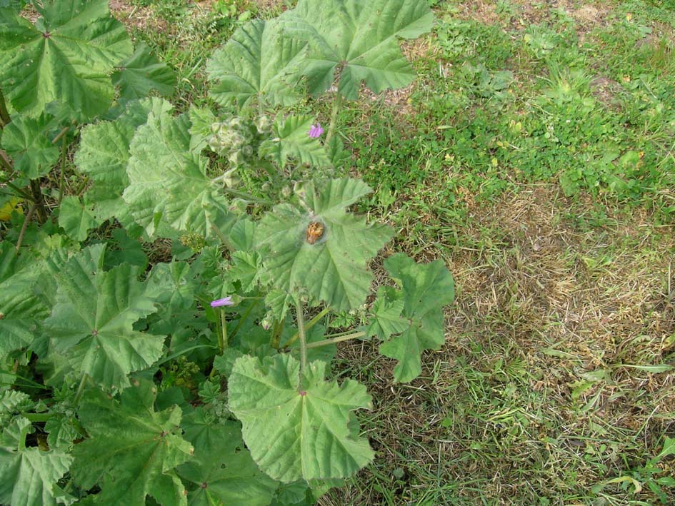 Malva multiflora / Malvone di Creta
