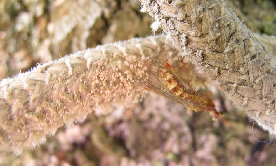 Mantispa styriaca