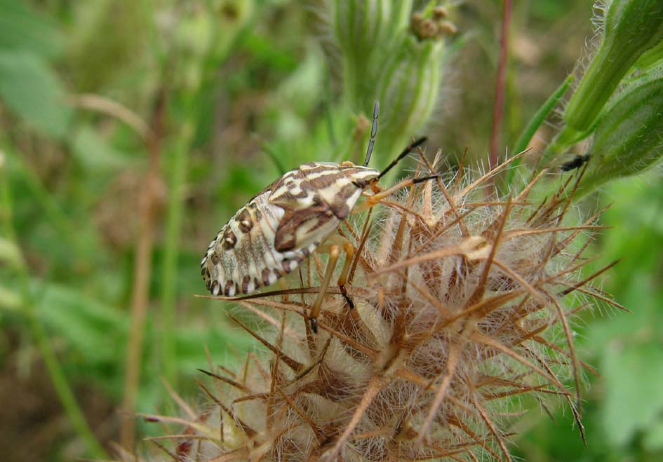 Pentatomidae: Carpocoris mediterraneus della Sardegna