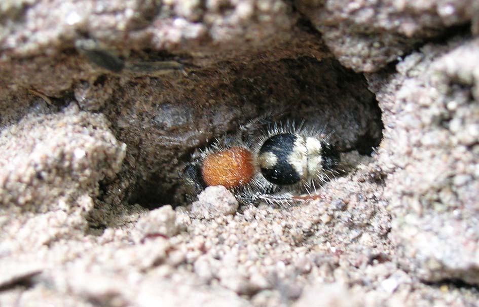 Mutillidae: Nemka viduata
