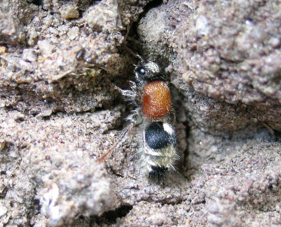 Mutillidae: Nemka viduata