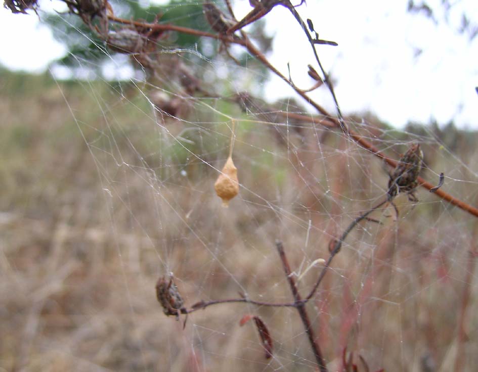 Argyrodes sp. (ovisacco)