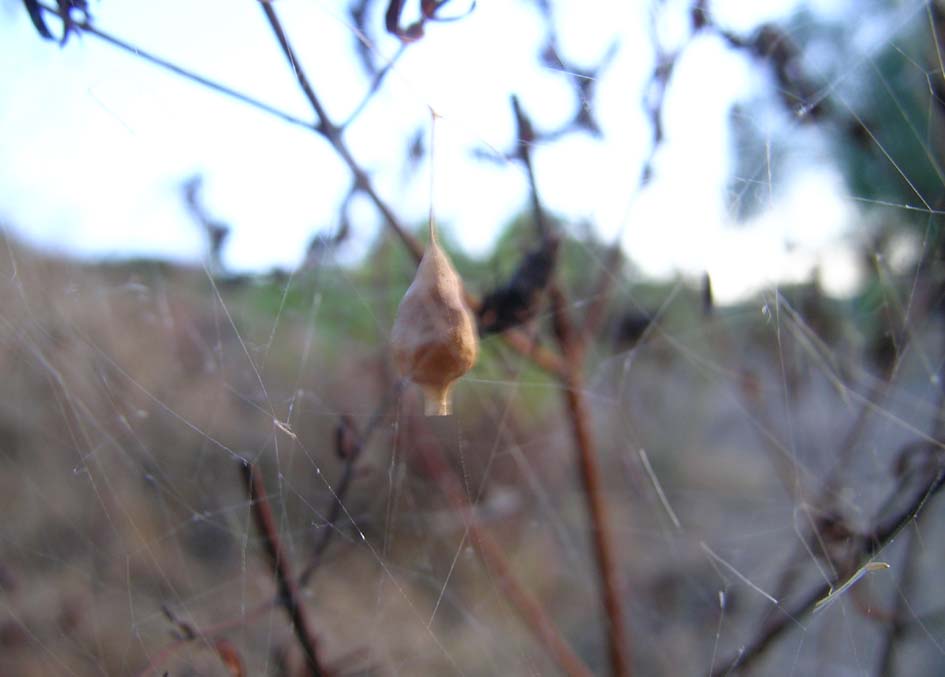 Argyrodes sp. (ovisacco)