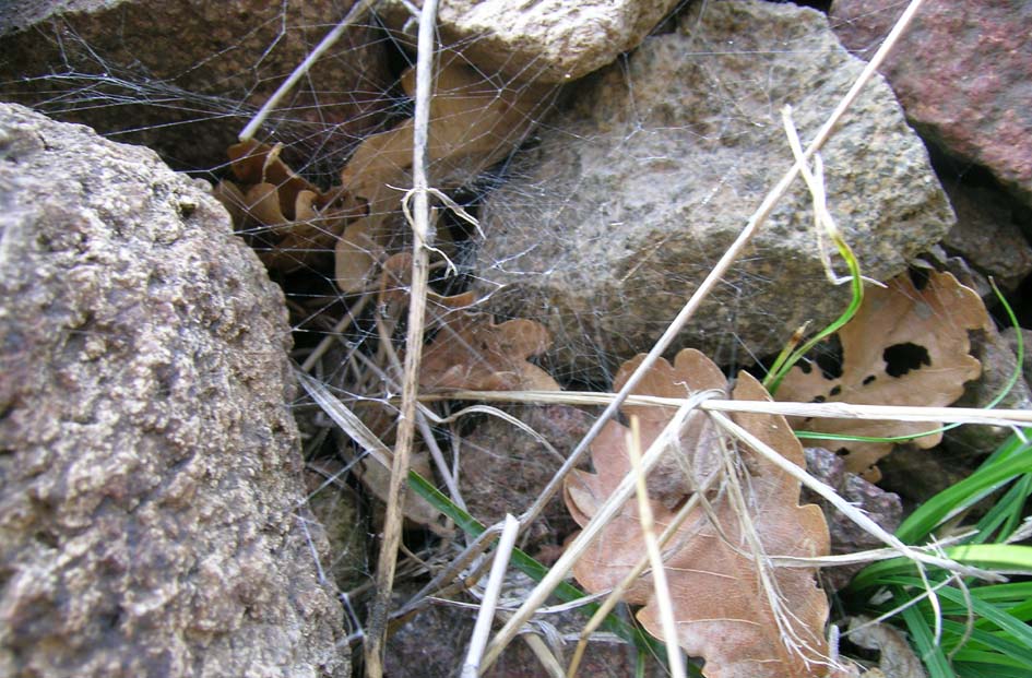 escursione del 5-11 per osservare i Latrodectus (e altro)
