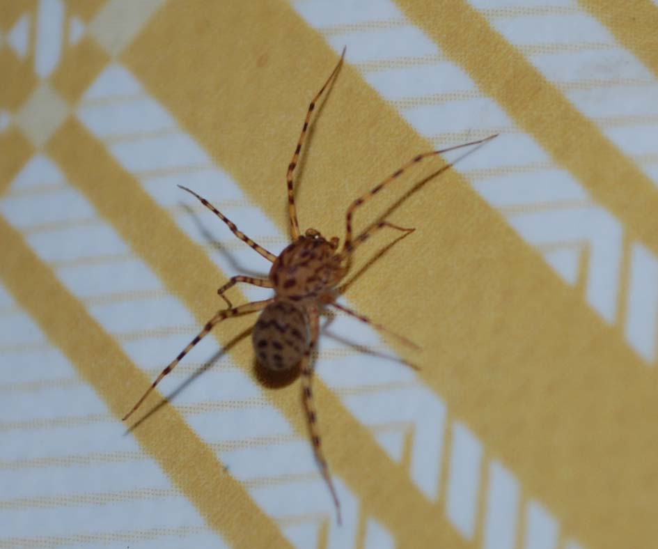 Scytodes thoracica