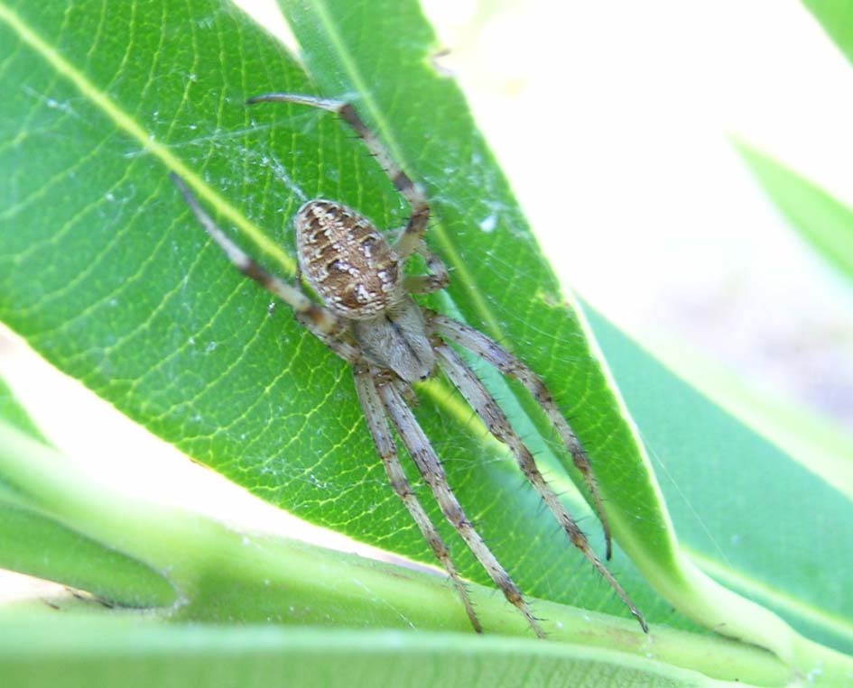 Neoscona byzanthina