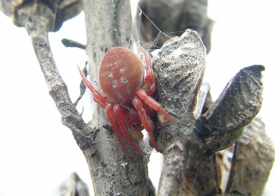 Araniella
