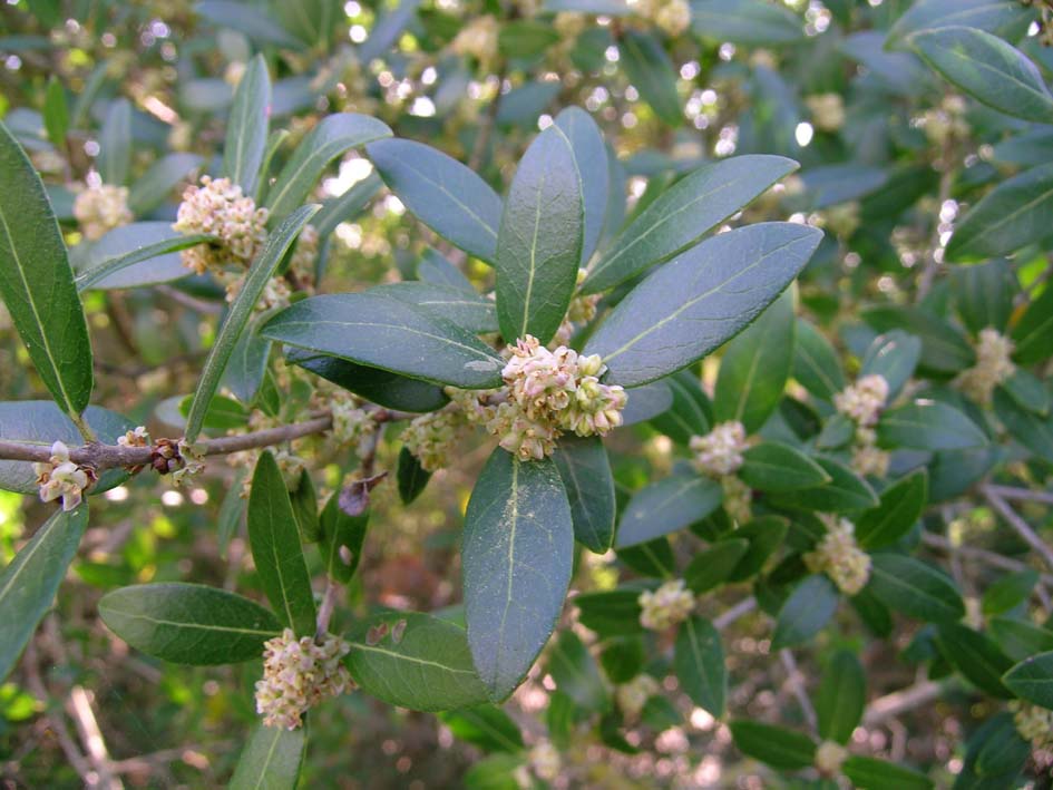 Rhamnus alaternus e Phillirea angustifolia