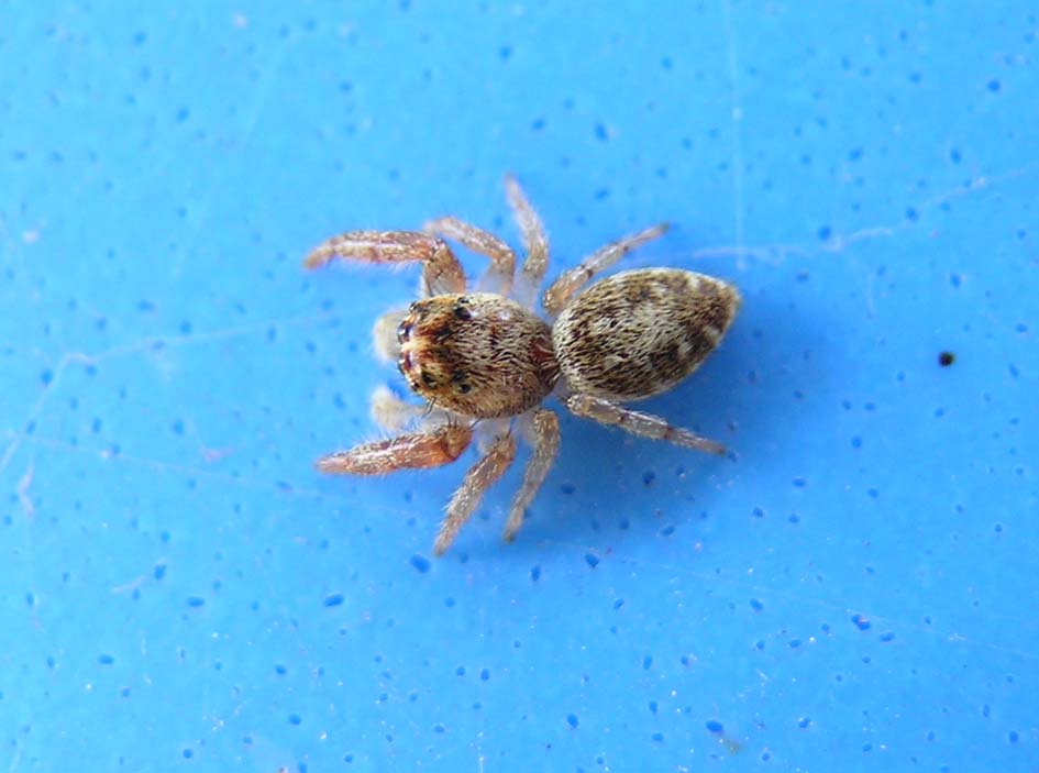 Macaroeris nidicolens