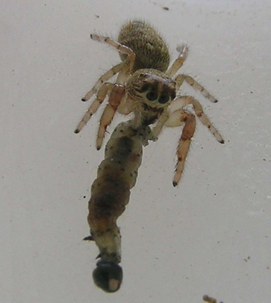 Macaroeris nidicolens
