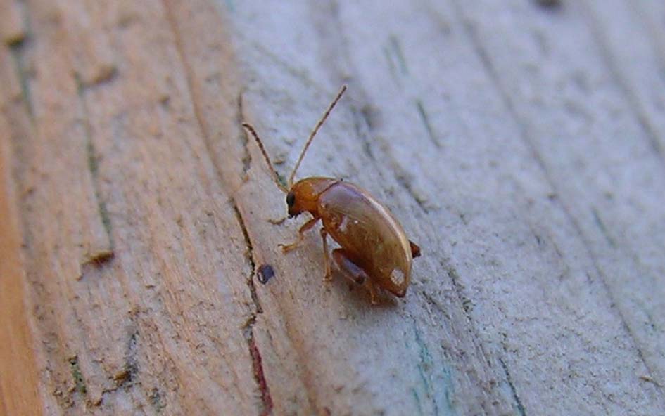 Longitarsus sp.