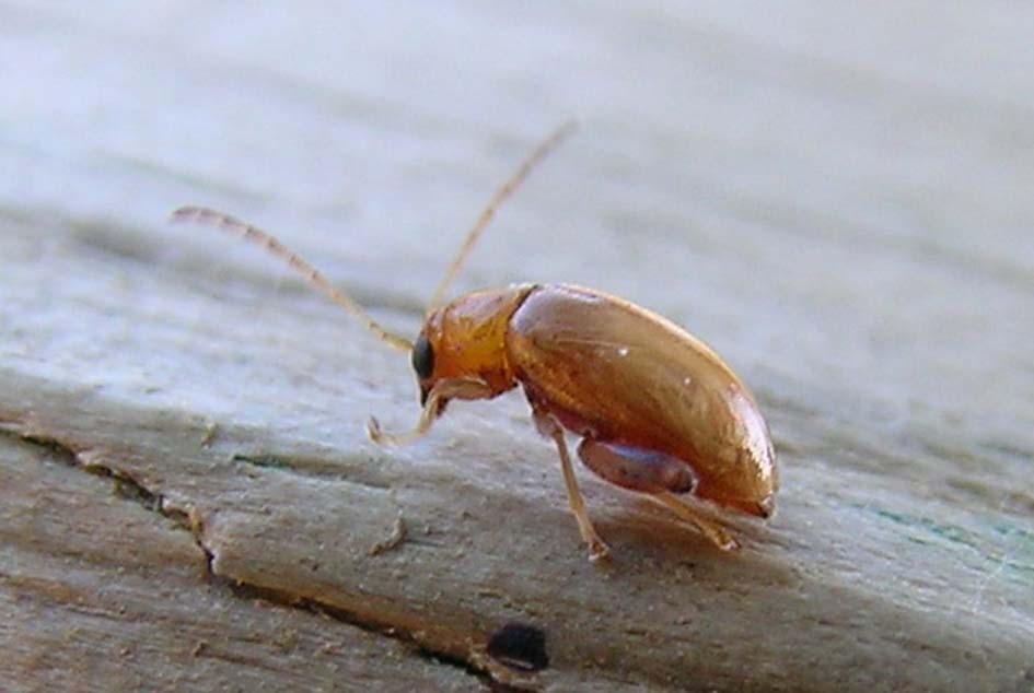 Longitarsus sp.