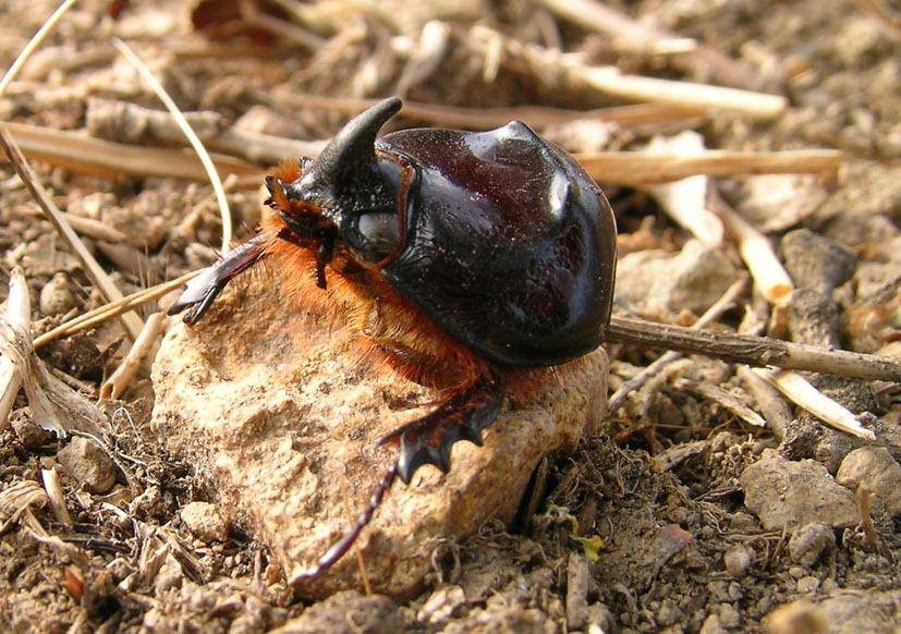 Velociraptor: Fibla (Fibla) maclachlani